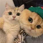 فرحان اقبال